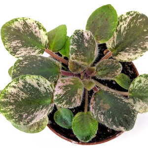 Blue Halo African Violet - Great for terrarium or vivarium - Jar Terrarium - Always blooming Gesneriad Miniature Species Houseplant