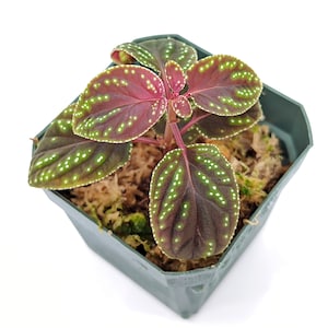 Sonerila sp. Ranau Velvet White Spots