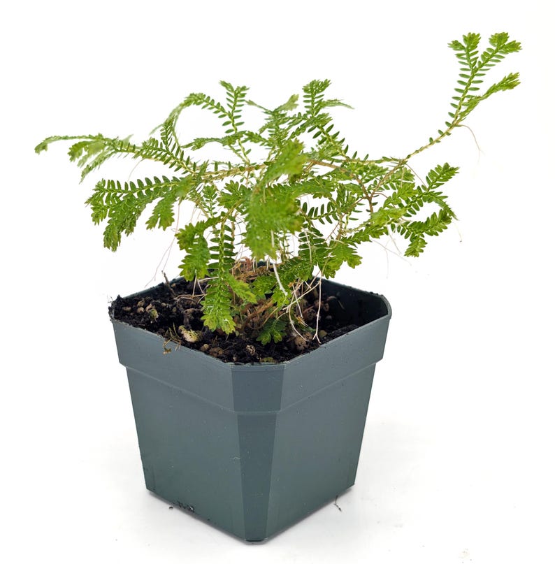 Glass Box Tropicals Selaginella sp. Madagascar