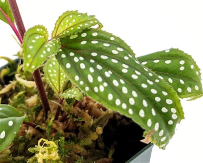 Glass Box Tropicals Sonerila aff. heterostamon