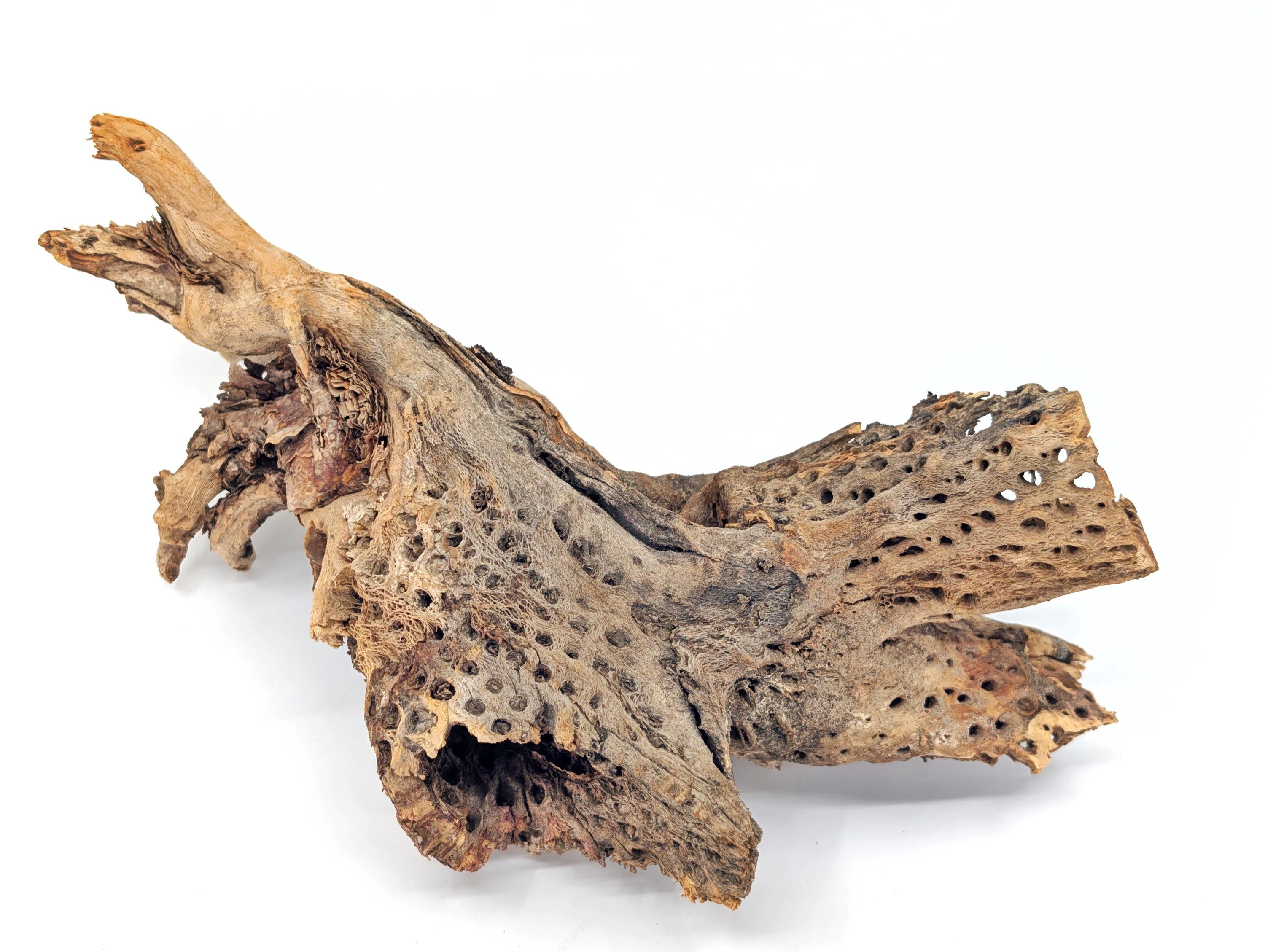 Cholla Root for Terrariums, Aquariums, Shrimp Tanks, Crafts & Home ...