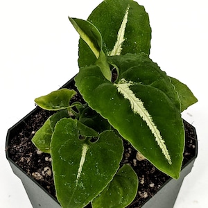 Syngonium rayii - rooted plant, nice and compact