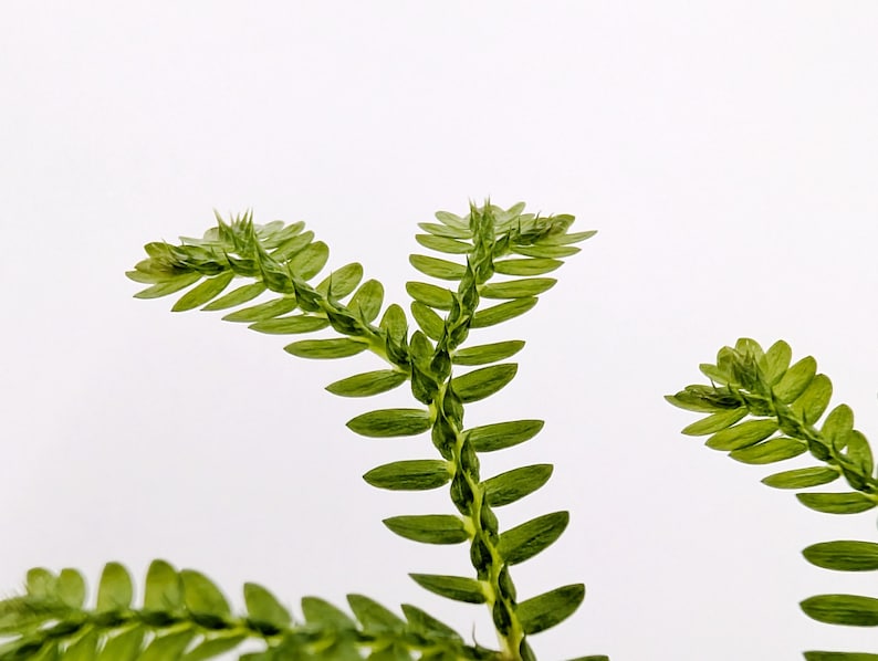 Glass Box Tropicals Selaginella sp. Madagascar - Thumbnail 3