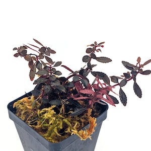 Triolena pileoides – Rare Miniature Tropical Plant with Dark Leaves and Tiny White Flowers for Terrariums Amphibian
