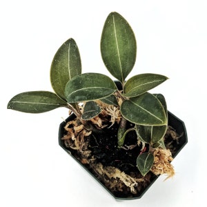 Ludisia discolor var. Nigrescens