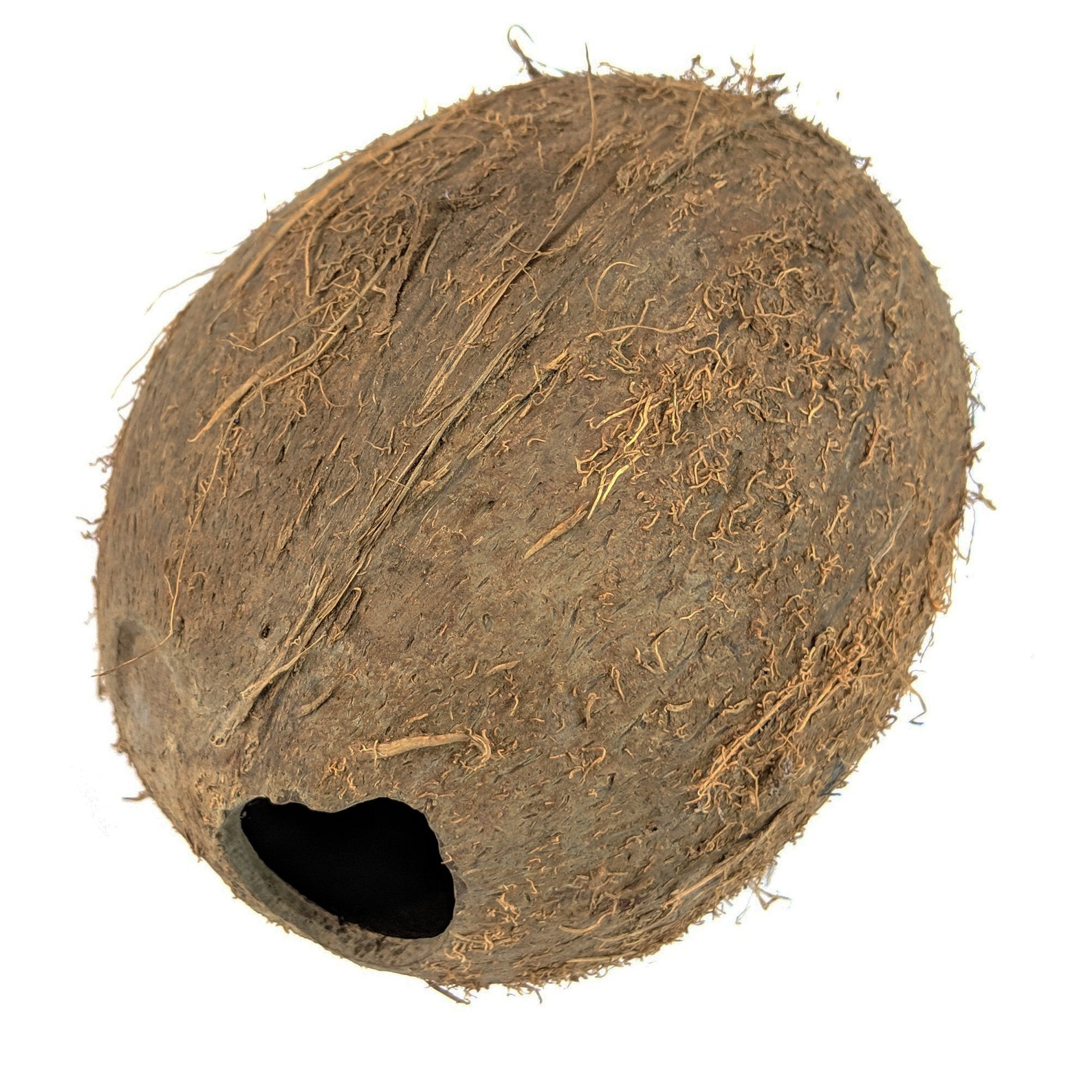 Whole Coconut Shell - Emptied Out - Etsy