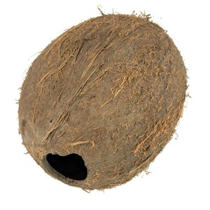 Whole Coconut Shell - emptied out
