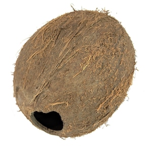 Whole Coconut Shell - emptied out