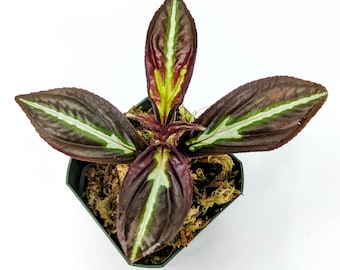 Sonerila sp. Thailand Blaze