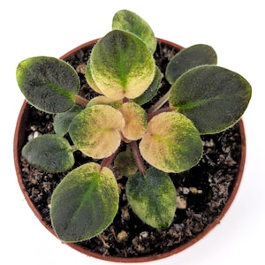 Frosty Bubbles African Violet - Great for terrarium or vivarium - Jar Terrarium - Always blooming Gesneriad Miniature Species Houseplant