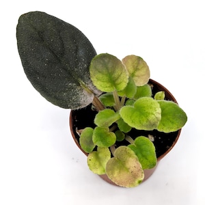 May include: A small potted African violet plant with dark green, velvety leaves and light green, heart-shaped leaves. The plant is in a brown plastic pot against a white background. The large leaf is a deep, almost black green.