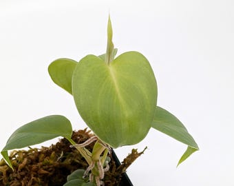 Philodendron 'Small Silver'- rooted plant, nice and compact, FAST SHIPPING wend imbe like