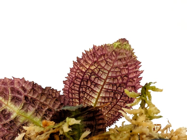 Glass Box Tropicals Triolena pustulata - Thumbnail 3