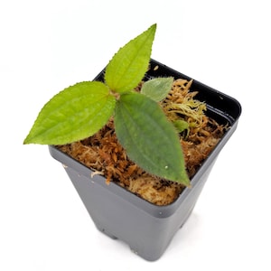 Triolena sodoroi – Rare Velvet Leaf Plant with Bold Veining for Terrariums or High-Humidity Houseplant Collections Dart Frog Vivarium