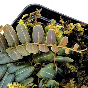 Marcgravia sp. ‘Copper’ – Rare Shingling Tropical Terrarium Plant with Stunning Copper-Colored New Growth