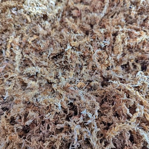 500g Chilean Sphagnum Moss - Great for Orchids and Terrariums!