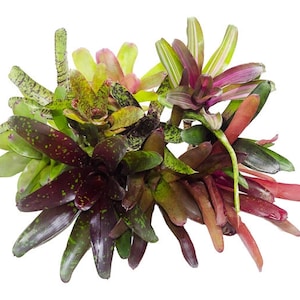 10 Mature Terrarium Suitable Bromeliads