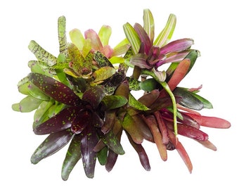 10 Mature Terrarium Suitable Bromeliads