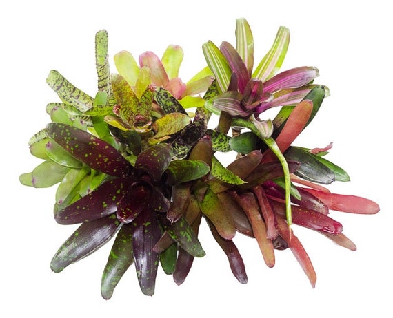 10 Gereifte Terrarium Geeignete Bromelien