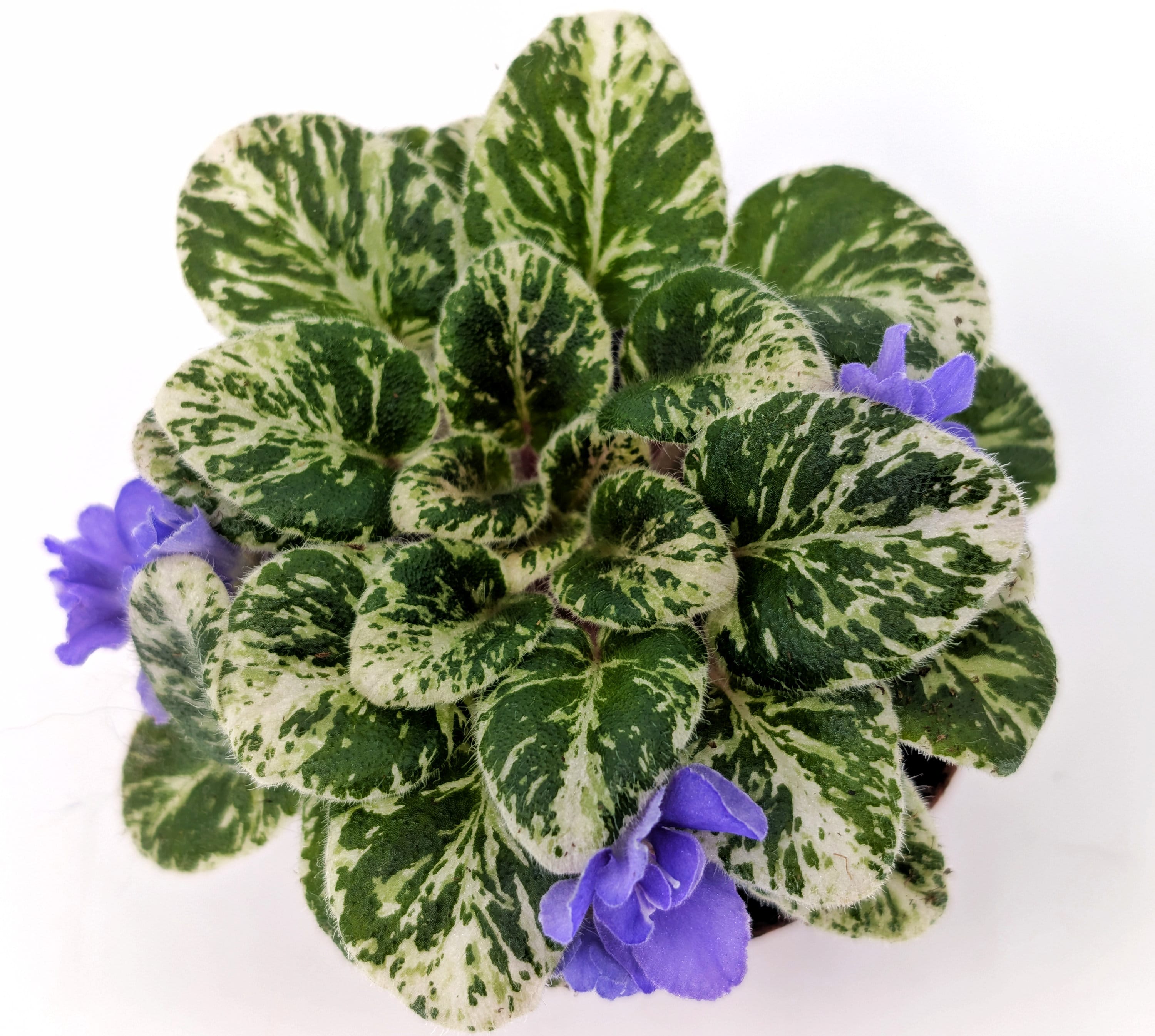 Definitely Darryl African Violet - Great for Terrarium or Vivarium