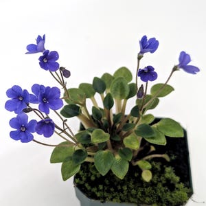 Saintpaulia &#39;Senk&#39;s Fruit Fly&#39;