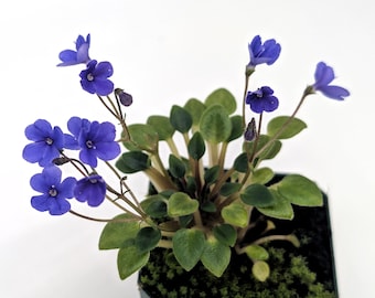 Saintpaulia 'senk's Fruit Fly' - Etsy