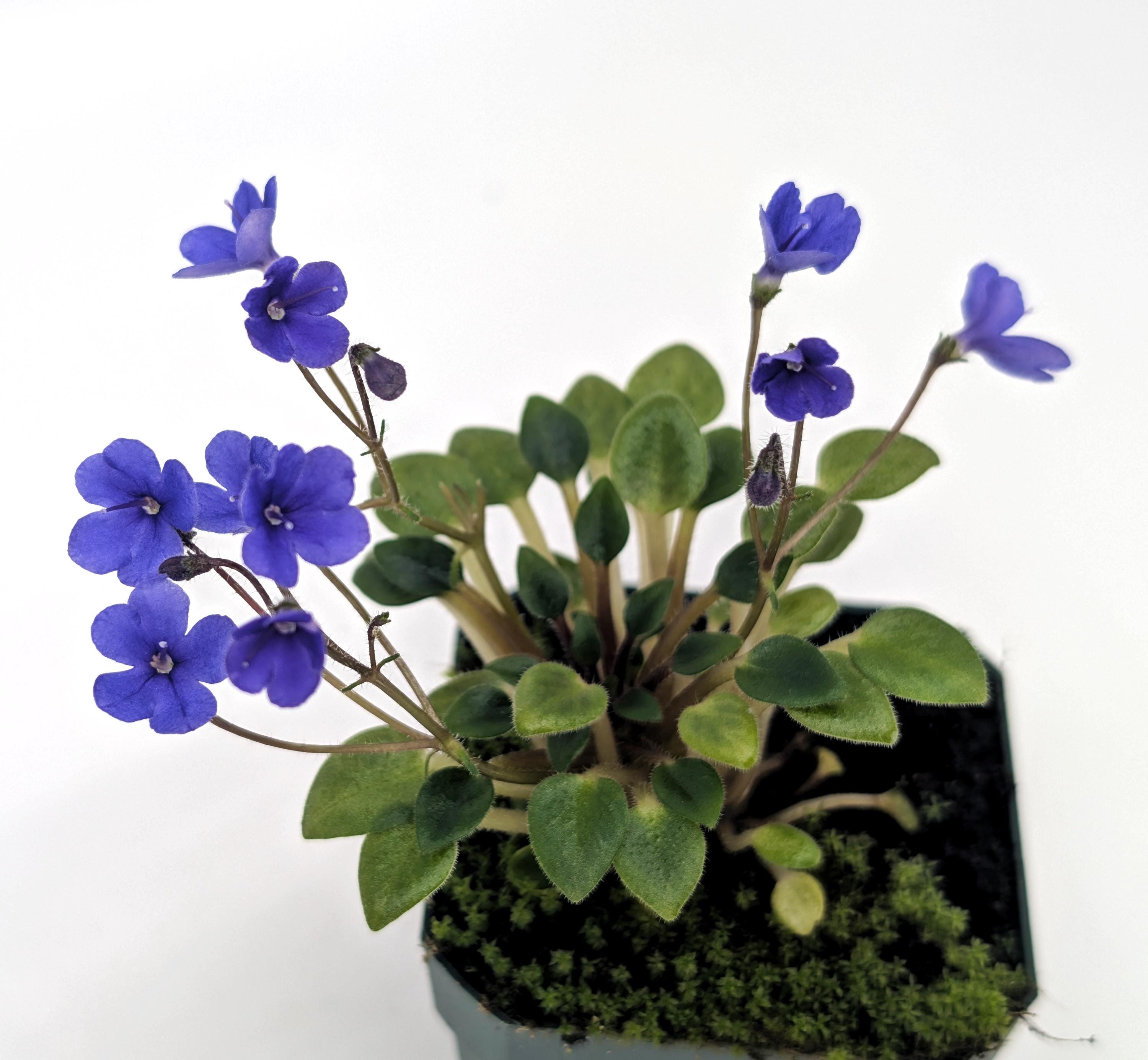 Saintpaulia 'senk's Fruit Fly' - Etsy