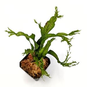 Może przedstawiać: Zielona paproć z długimi, cienkimi, kręconymi liśćmi rosnąca w brązowej doniczce z mchem. Roślina znajduje się na białym tle.