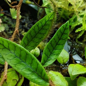 Microgramma lycopodioides – Tropical Climbing Fern with Narrow Leaves and Creeping Rhizomes for Terrariums Amphibian Vivarium Marcgravia