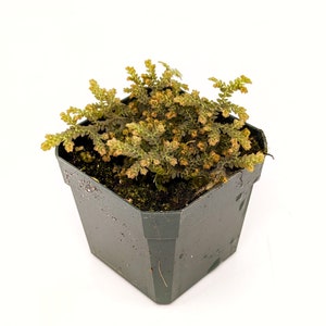 May include: A small green pot with a fern plant with brown and green leaves.