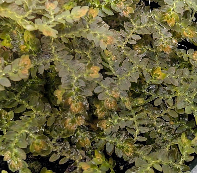 Glass Box Tropicals Selaginella - Thumbnail 5