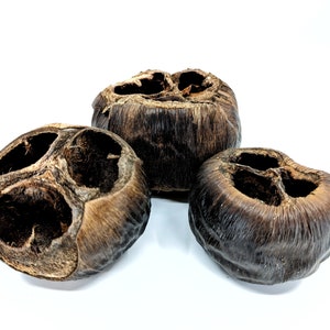 Talami Pod