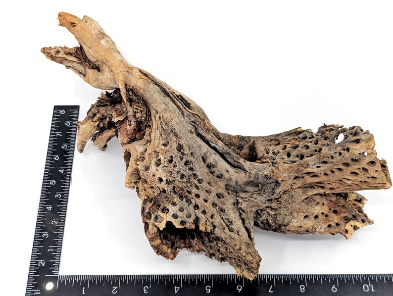 Cholla Root for Terrariums, Aquariums, Shrimp Tanks, Crafts & Home ...