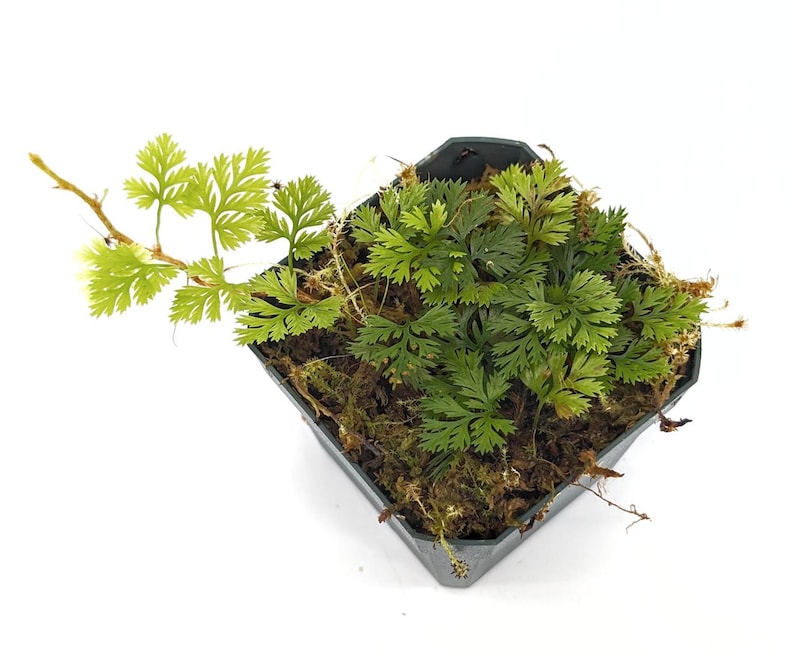 GlassBoxTropicals Davallia parvula Fern - Thumbnail 2