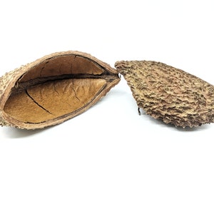 Baccello di riccio
