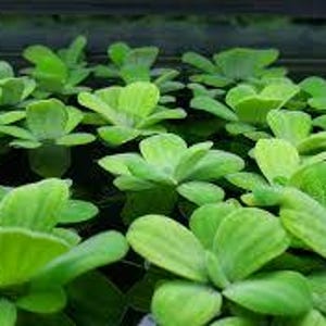 May include: Close-up of floating aquatic plants, featuring bright green, rounded leaves. The plants are densely packed, creating a textured surface. The leaves have a slightly ruffled appearance, with visible veins. The overall image is vibrant and showcases the natural beauty of the plants.
