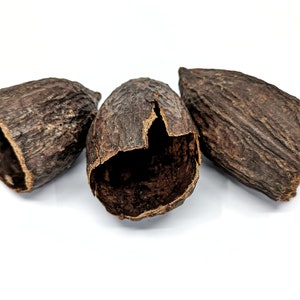 Cacao Pod- Half
