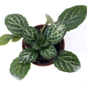 Primulina &#39;Nova&#39; - Asian Violet Family - Great for a terrarium or vivarium - Jar Terrarium - Always blooming! Gesneriad