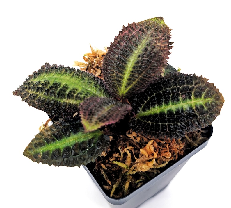 Glass Box Tropicals Triolena pustulata - Thumbnail 2