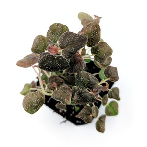 Peperomia antoniana - potted plant!