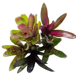 5 Mature Terrarium Suitable Bromeliads