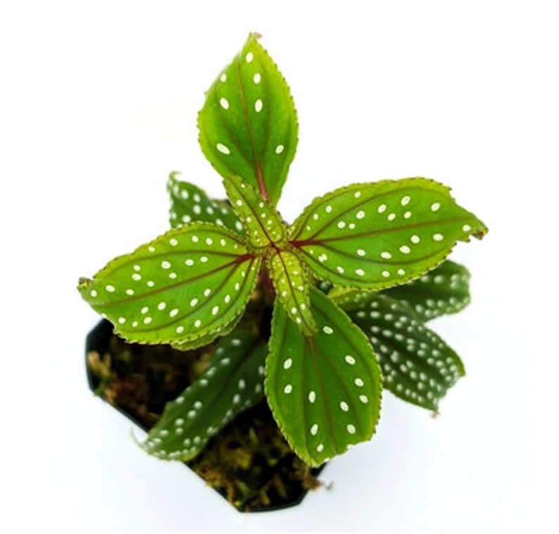 Glass Box Tropicals Sonerila aff. heterostamon - Thumbnail 3