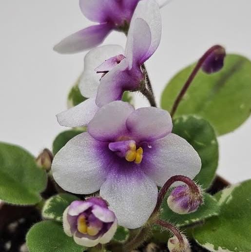 Hunters Butterfly Kisses African Violet - Great for terrarium or vivarium Always blooming Gesneriad Miniature Houseplant Saintpaulia