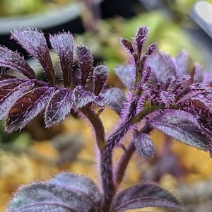 Solanum uleanum Terrarium Plant Purple Foliage Stunning Speceis