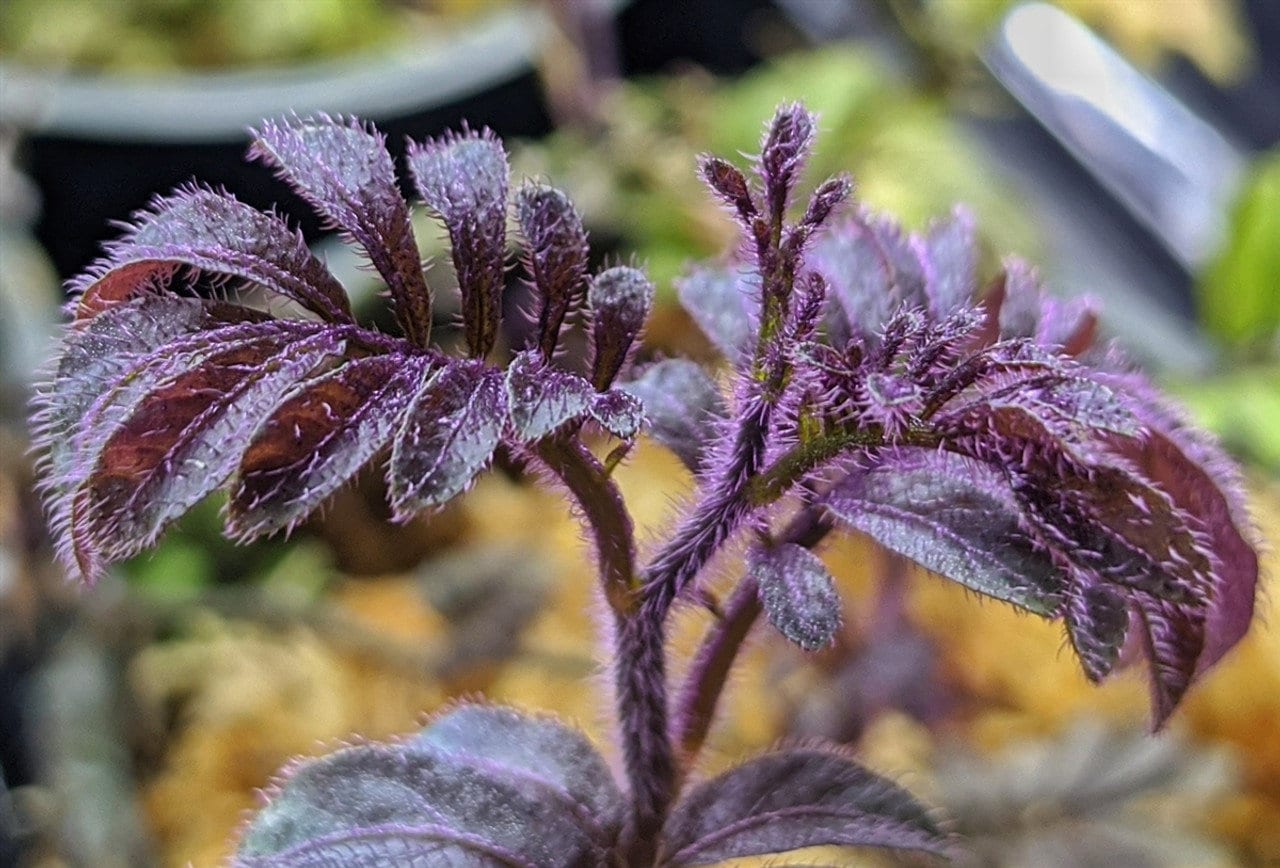 Solanum uleanum Terrarium Plant Purple Foliage Stunning Speceis