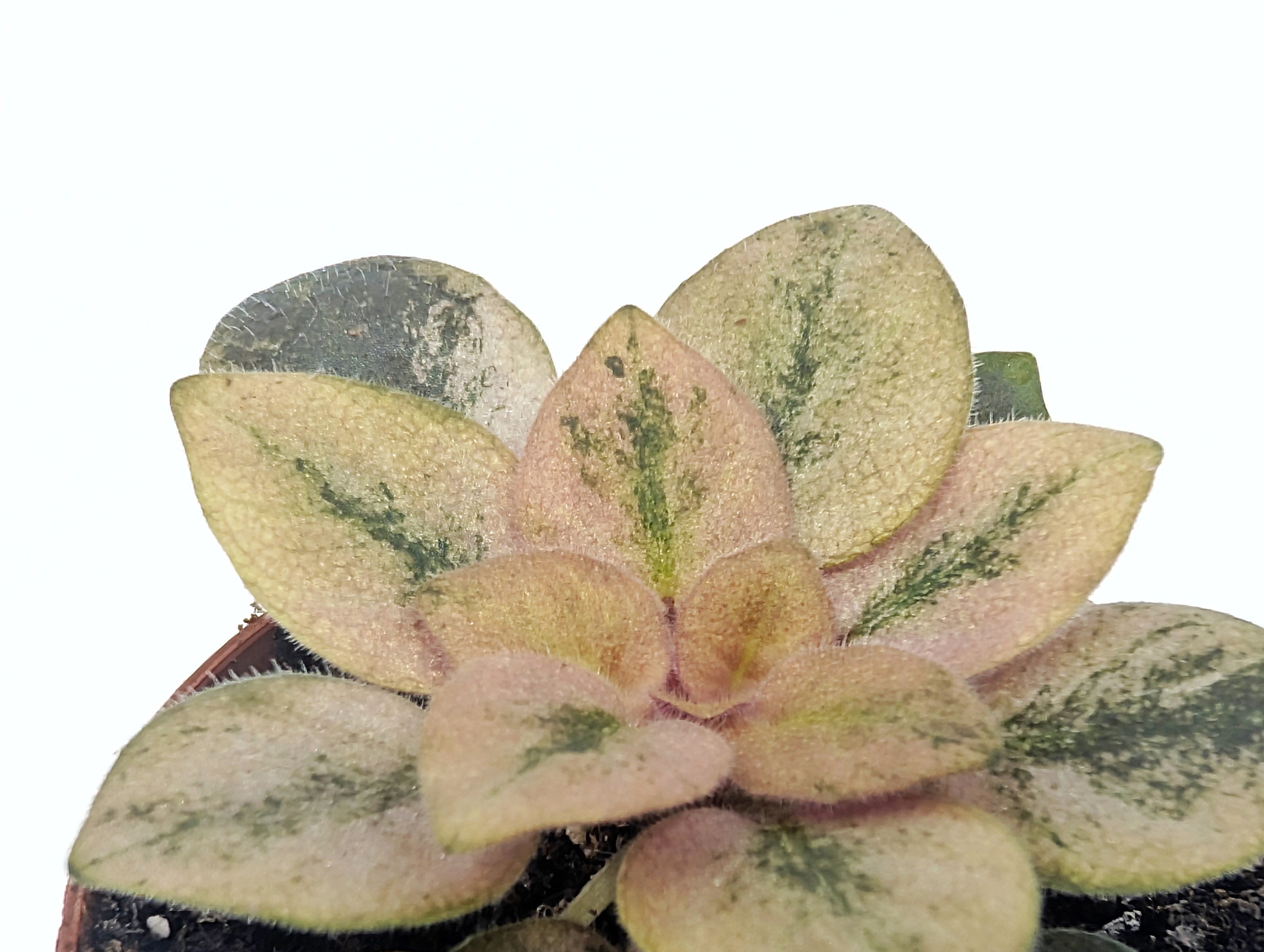 Robs Hallucination African Violet - Great for Terrarium or