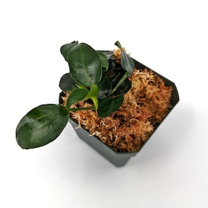 May include: A small green plant with round leaves growing in a black square pot filled with brown moss.