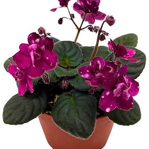 Primulina &#39;JV&#39;s Dark One&#39; - Asian Violet Family - Great for a terrarium or vivarium - Jar Terrarium - Always blooming! Gesneriad