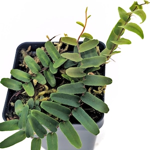 Marcgravia sp. ‘Narrow’ – Rare Shingling Tropical Terrarium Plant with Slim Overlapping Leaves Bioactive Vivarium