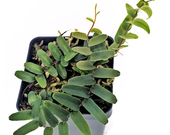May include: A potted plant with vibrant green, oval-shaped leaves. The plant has a trailing growth habit, with some stems extending beyond the black square pot. The leaves are a deep green color, and the plant is set against a white background.